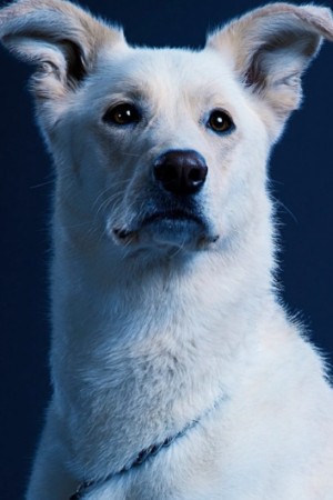 Krypto